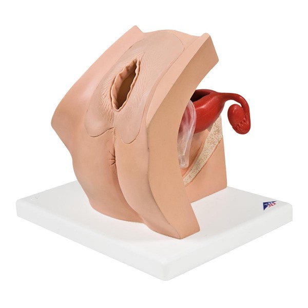 Modele zabiegowe 3B Scientific P53