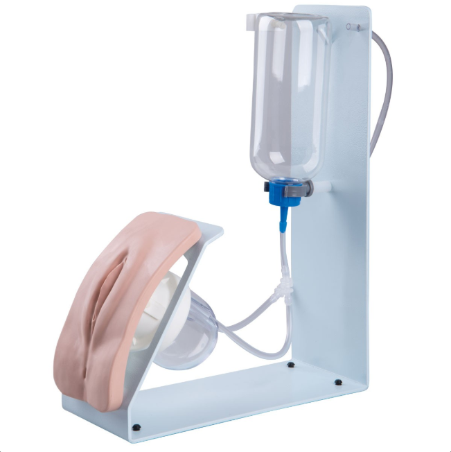 Modele zabiegowe 3B Scientific P93B-F