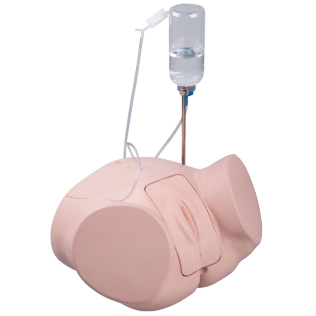 Modele zabiegowe 3B Scientific P93P-F