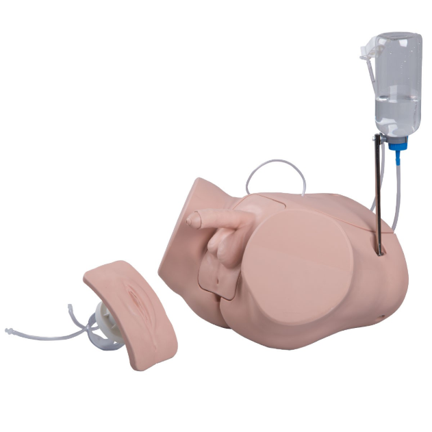 Modele zabiegowe 3B Scientific P93P-S