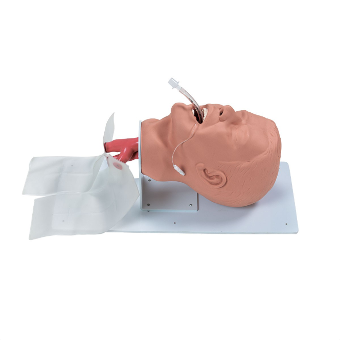 Modele zabiegowe 3B Scientific W44687