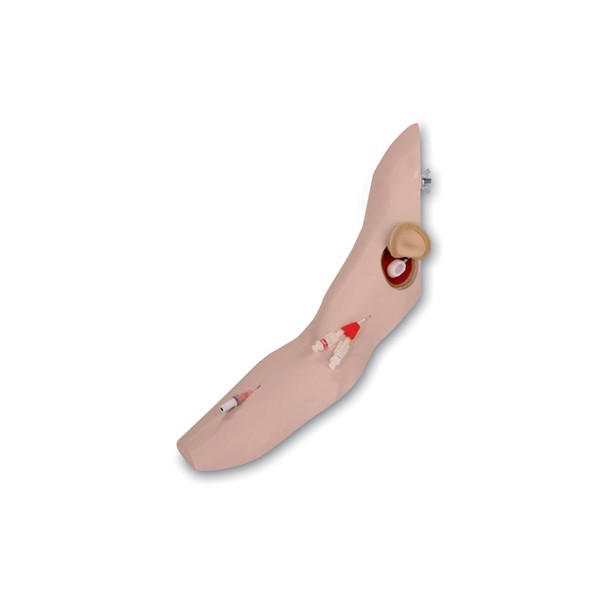 Modele zabiegowe 3B Scientific W46511