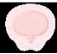 Opatrunki piankowe Smith&Nephew ALLEVYN GENTLE BORDER SACRUM