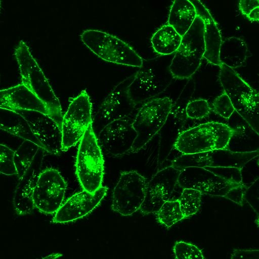 Barwniki histopatologiczne - do histologii VWR CellBrite