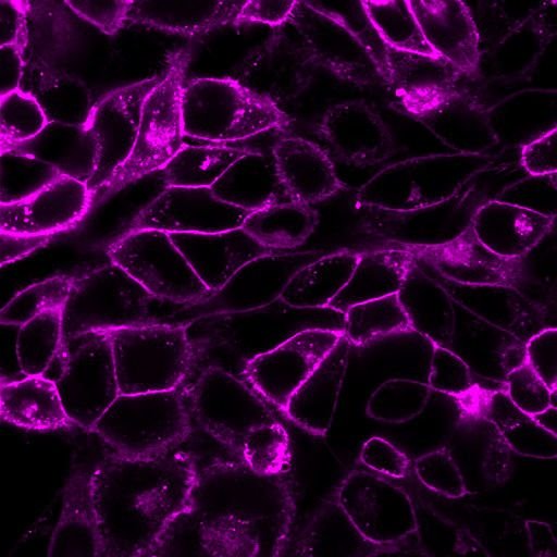 Barwniki histopatologiczne - do histologii VWR CellBrite