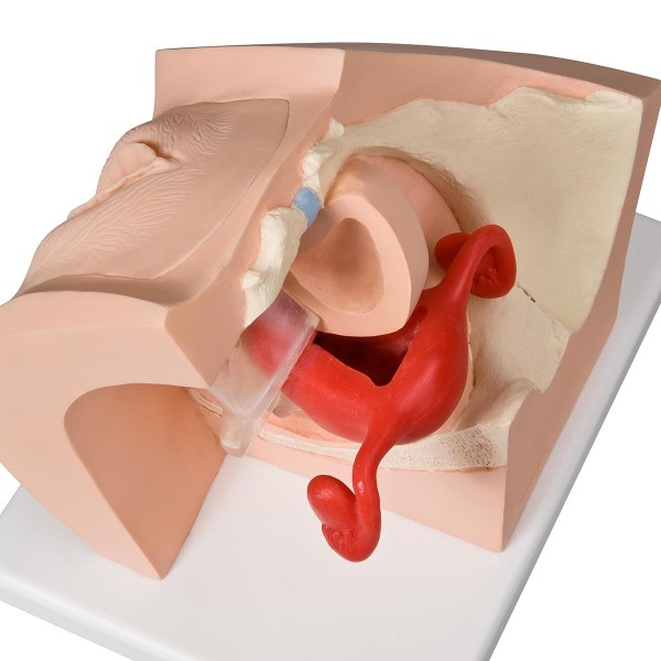 Modele zabiegowe 3B Scientific P53