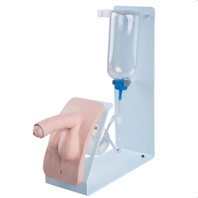 Modele zabiegowe 3B Scientific P93B-S