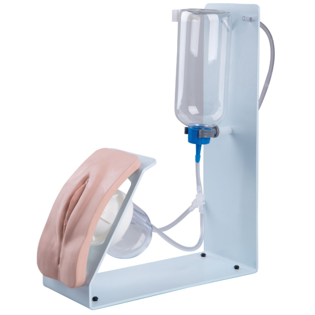 Modele zabiegowe 3B Scientific P93B-S