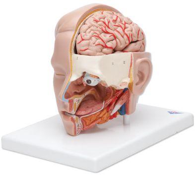 Modele anatomiczne
