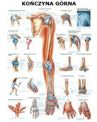 Plansze anatomiczne